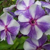 Флокс Phlox Мальвина